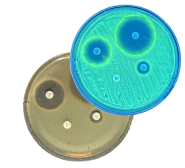 Capture d’écran_10-11-2025_145650_www.canva.com